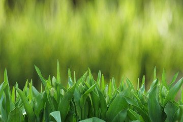 зеленая трава на фоне