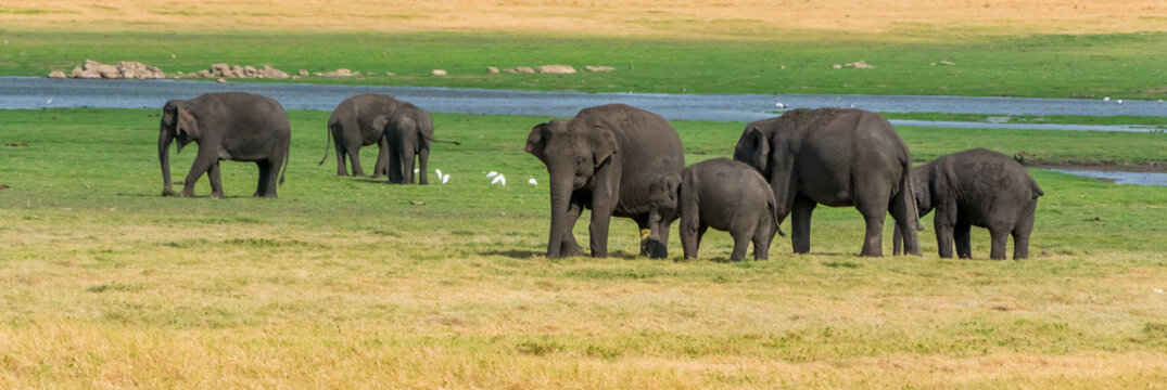 Fototapeta Elephants in Minneriya national park in Sri Lanka