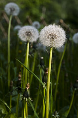 i fiori di tarassaco