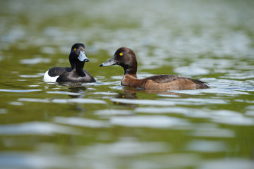 Tufted Duck, Aythya fuligula