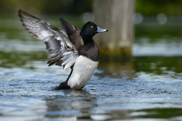 Tufted Duck, Aythya fuligula