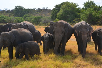 Fototapeta premium Elephants in Minneriya national park in Sri Lanka