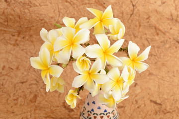 frangipani flowers.
