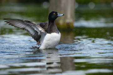 Tufted Duck, Aythya fuligula