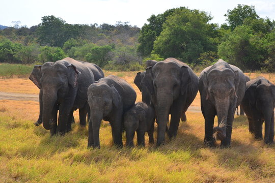 Fototapeta Elephants in Minneriya national park in Sri Lanka