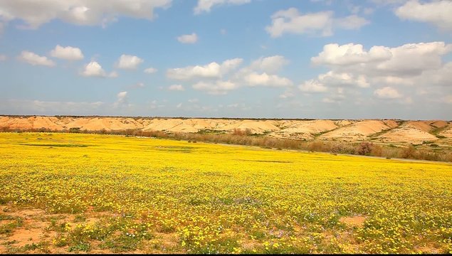 Spring blossom yellow flowers in the desert . Negev, Israel