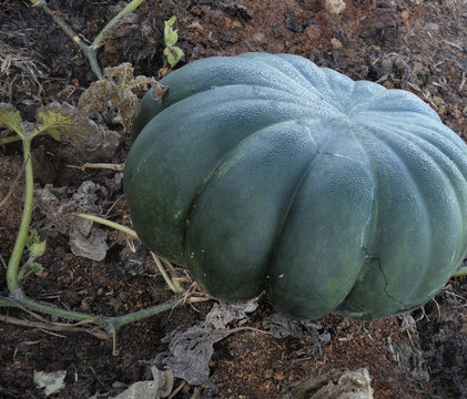 courge verte avant r&eacute;colte