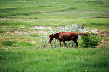 horse racing