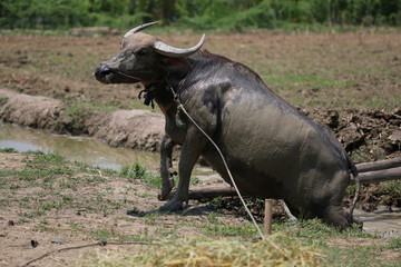 Obraz premium Buffalo on the grass