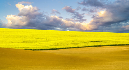 Spring field of rape on background blue sky