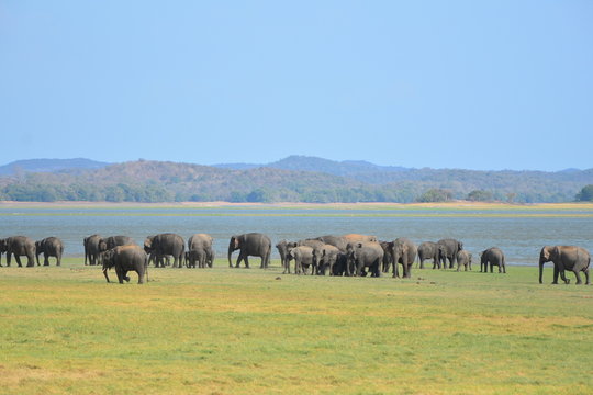 Fototapeta Elephants in Minneriya national park in Sri Lanka