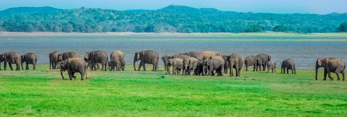 Crédence de cuisine en verre imprimé Éléphant Elephants in Minneriya national park in Sri Lanka