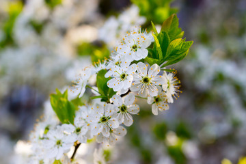 Spring blossoming buds