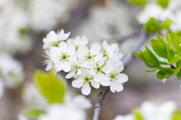 Spring blossoming buds, flowers