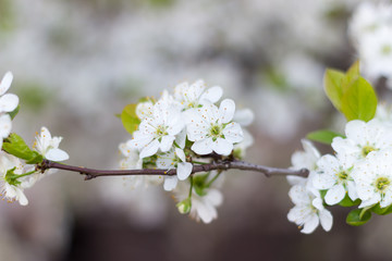 Spring blossoming buds, flowers