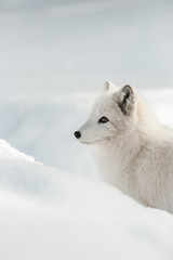 Arctic Fox