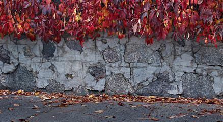 Виноград, осень, каменная кладка.