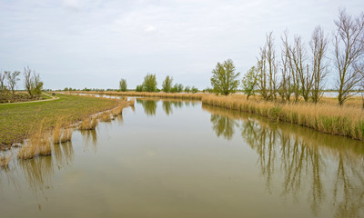 The shore of a river in spring