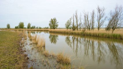 The shore of a river in spring