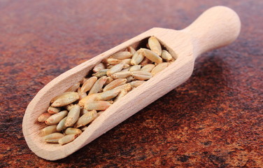Heap of rye grain on wooden spoon