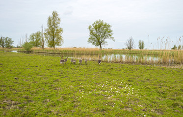 Fototapeta na wymiar Geese with goslings walking towards the shore of a river