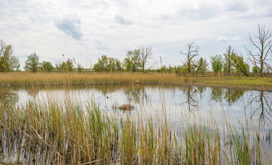 Tree on the shore of a lake in spring