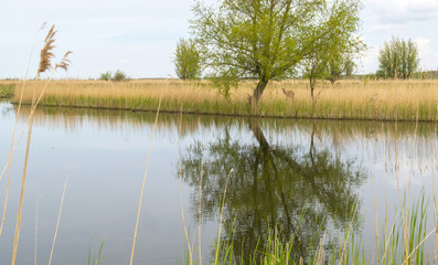 Red deer under a tree on the shore of a lake