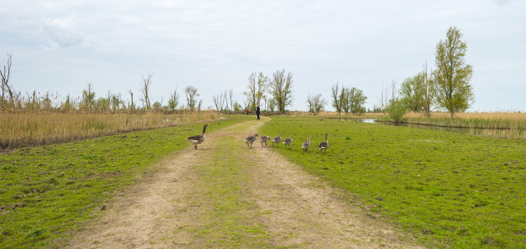 Geese with goslings walking towards the shore of a river
