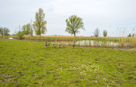 Geese with goslings walking towards the shore of a river