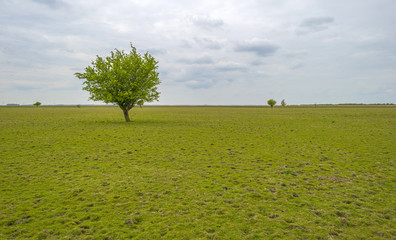 Decidious tree in an open field in spring