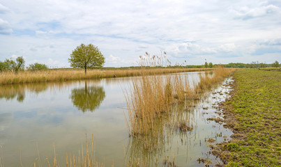 The shore of a river with reed in spring