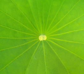  lotus leaf