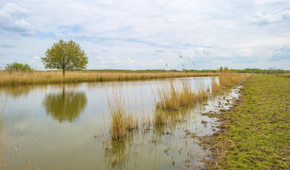 The shore of a river with reed in spring