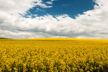 Obraz premium Landschaft mit Rapsfeld