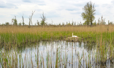 Swan hatching on its nest in spring