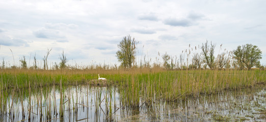 Swan hatching on its nest in spring