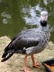 oiseau