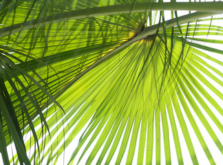 Leaves of palm tree isolated on the white background