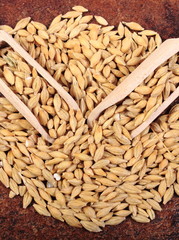 Heap of barley grain with wooden spoon