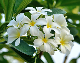 plumeria or frangipani blossom on the plumeria tree.