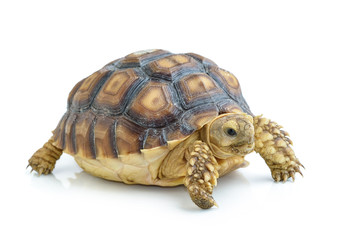 turtle on white background
