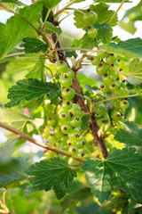 Red currant berries ripening on bush