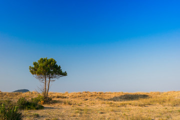Tree in summer in Zakynthos island