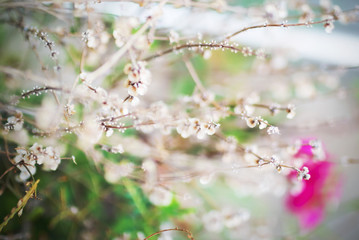 little small flower on ground