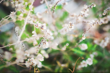 little small flower on ground