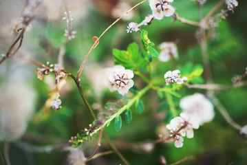 little small flower on ground