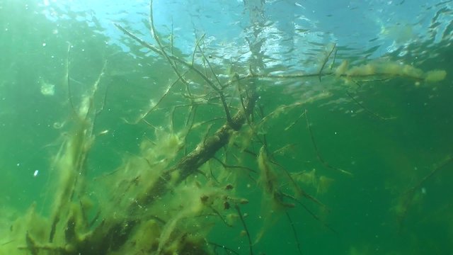 Underwater landscape: the sunken tree in a freshwater lake.
