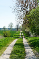 Fototapeta na wymiar country road between trees and green fields