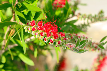 red flower