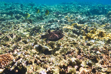 Plakat Coral reef and fish